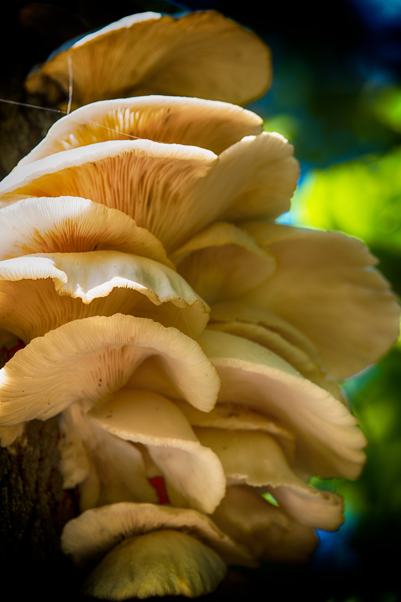 TAMRON SP 180mm F3.5 Di MACRO 1:1 B01N sample photo. Mushroom photography
