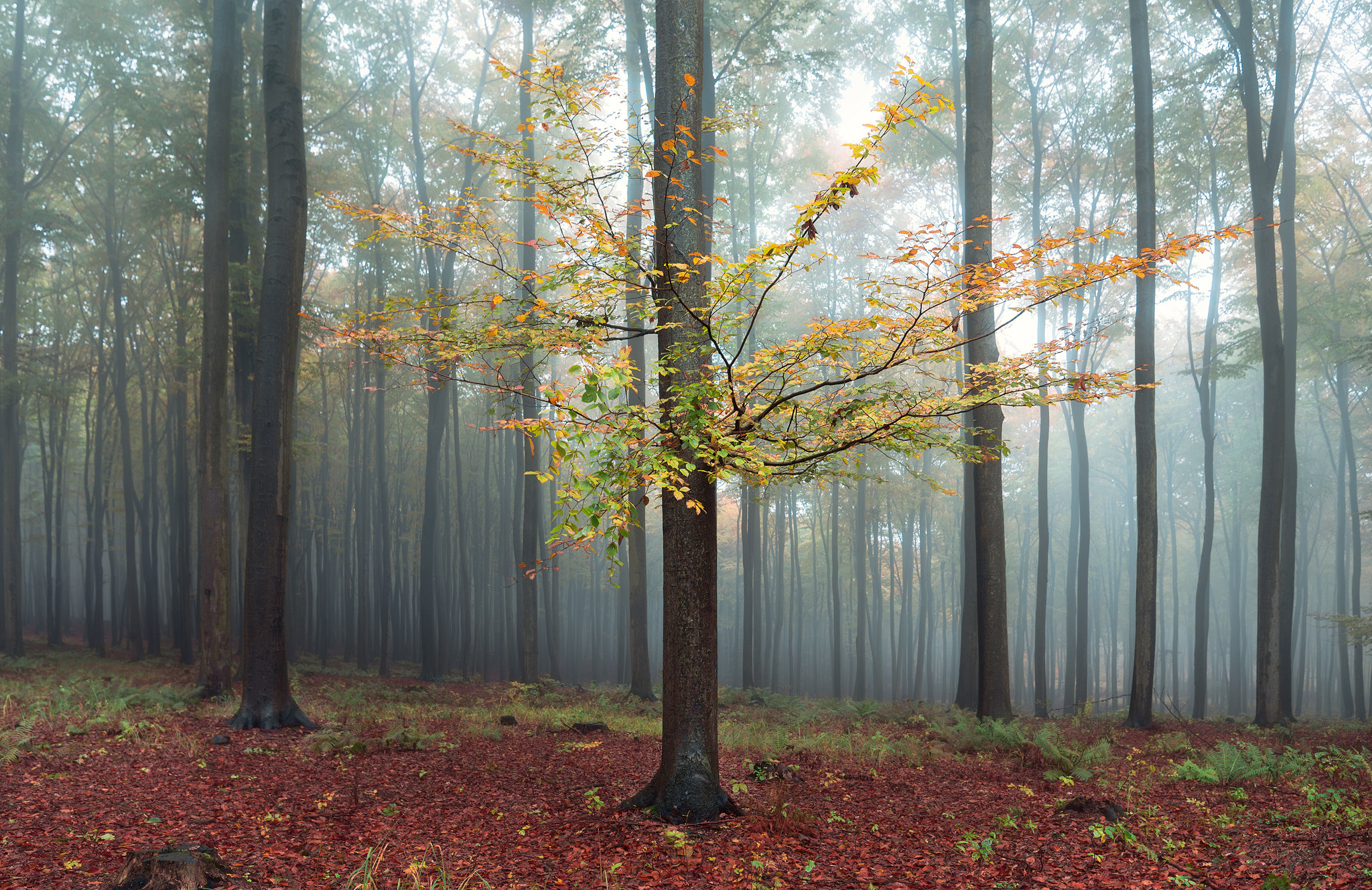 Tamron SP 15-30mm F2.8 Di VC USD sample photo. Foggy day photography