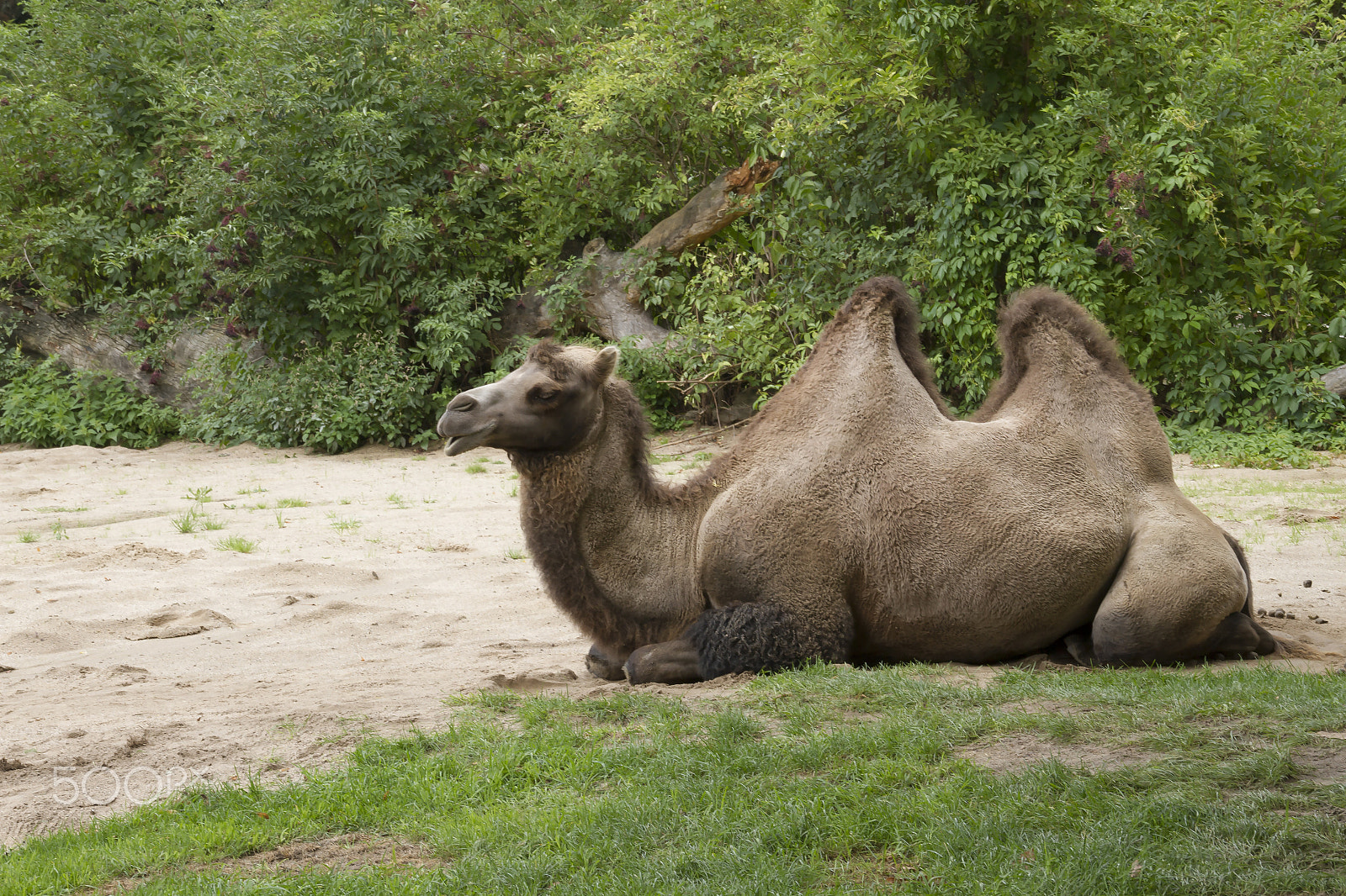 Sigma 18-200mm f/3.5-6.3 DC OS sample photo. Camel photography