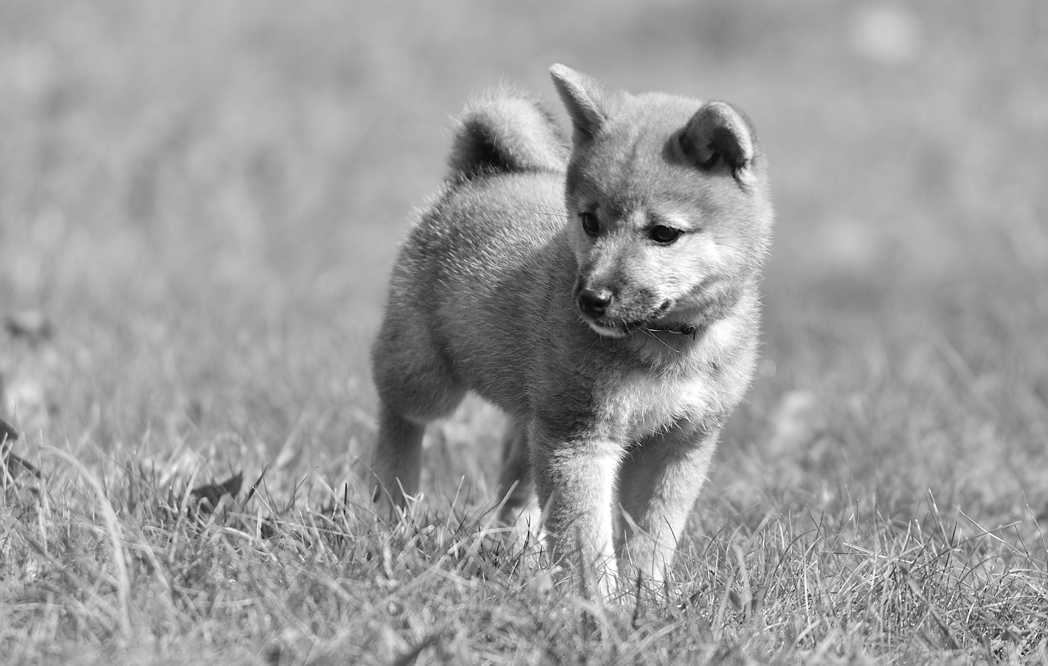 Nikon D3 sample photo. Puppy photography