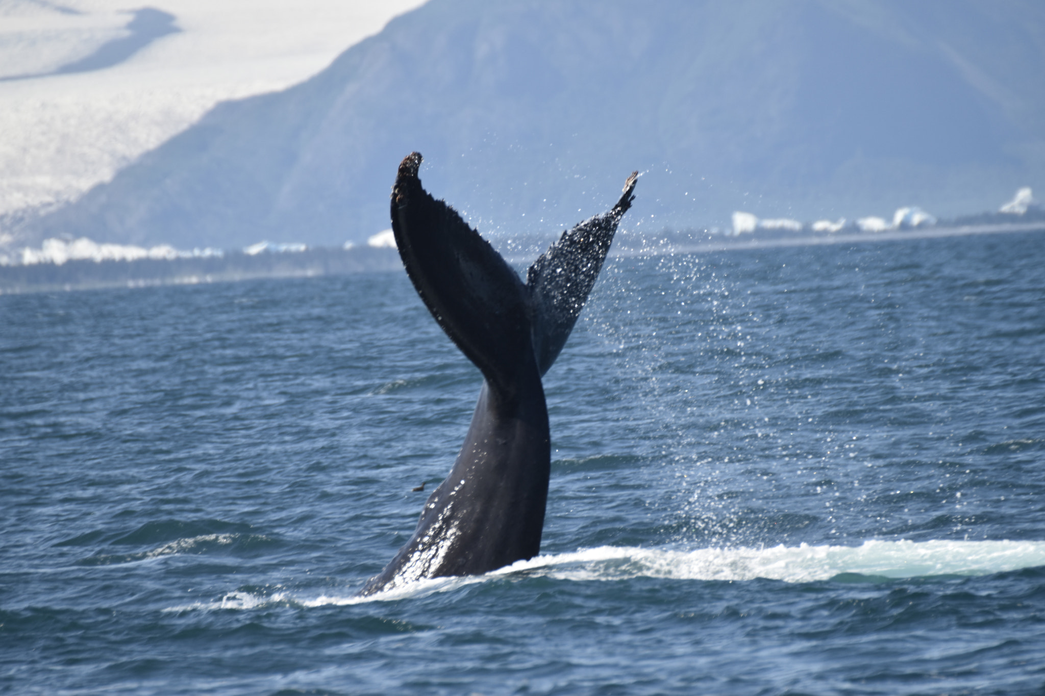 Sigma 50-500mm F4.5-6.3 DG OS HSM sample photo