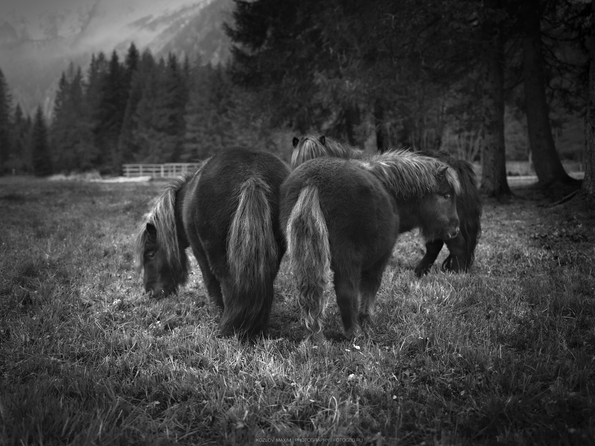 Hasselblad H4D-60 + HC 50-110 sample photo. Pony photography