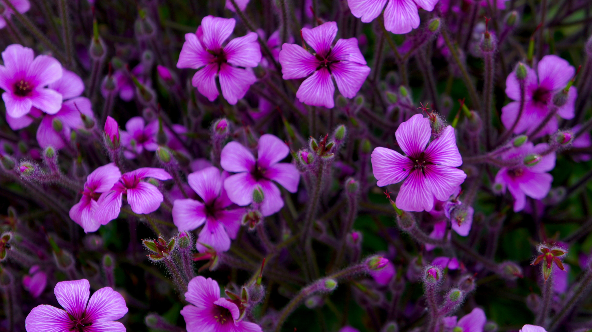 Sony E 18-55mm F3.5-5.6 OSS sample photo. Spring flowers... photography