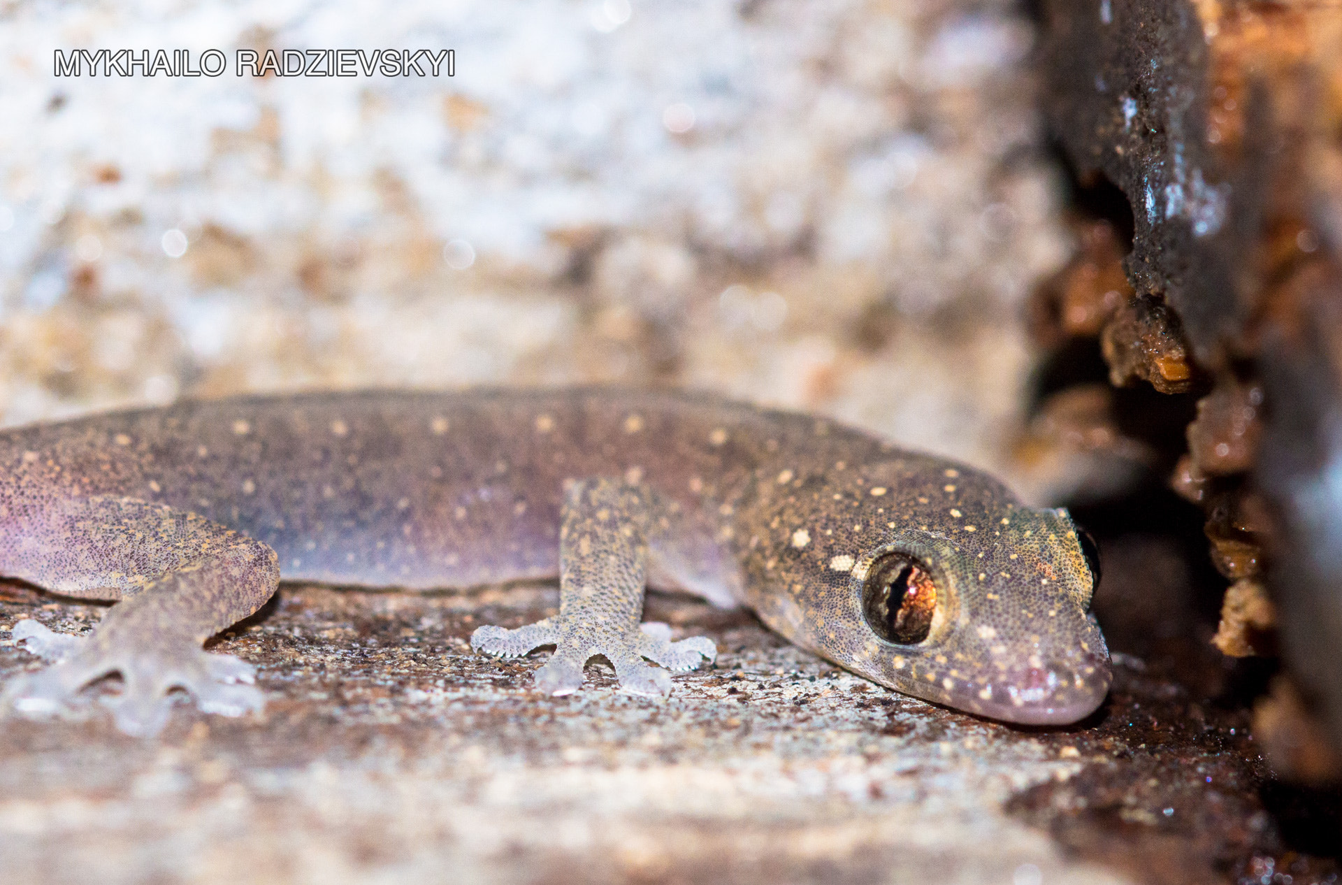 Sigma 105mm F2.8 EX DG OS HSM sample photo. Baby gecko photography