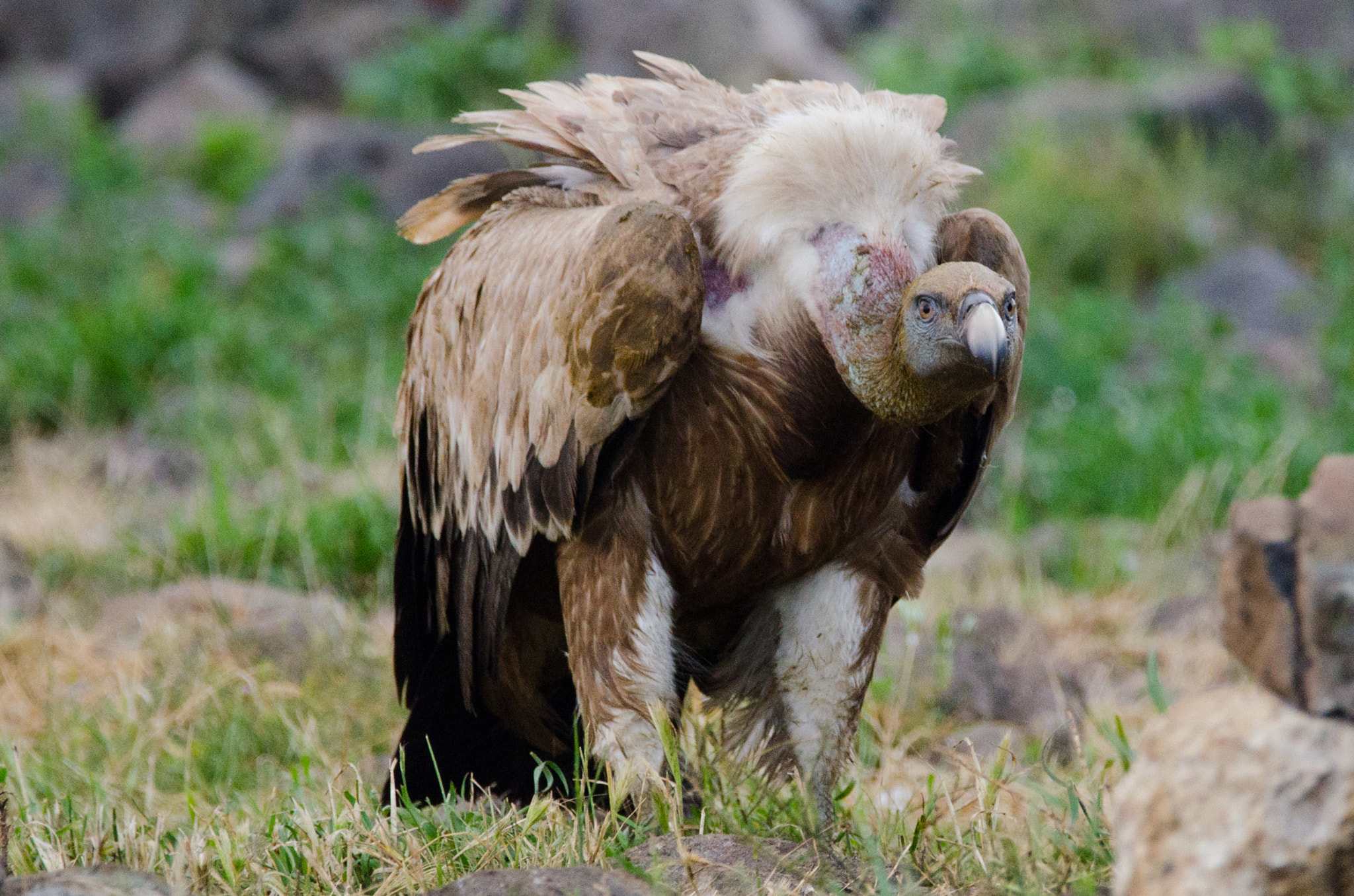 Sigma 150-600mm F5-6.3 DG OS HSM | C sample photo. Griffon photography