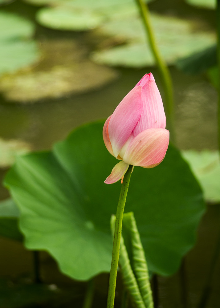 Pentax K-50 sample photo