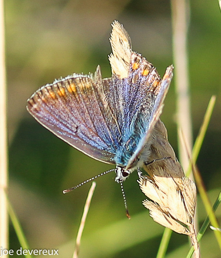 Sigma 105mm F2.8 EX DG OS HSM sample photo. Silver studded blue  photography
