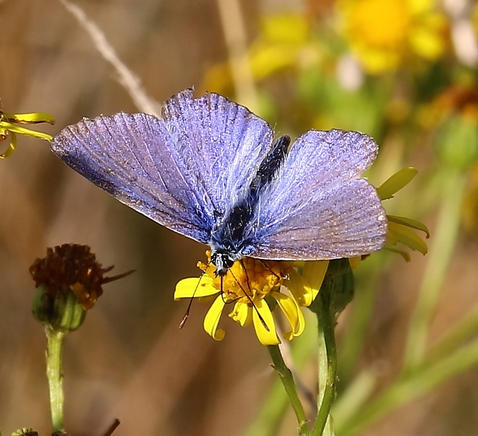 Sigma 105mm F2.8 EX DG OS HSM sample photo. Common blue  photography