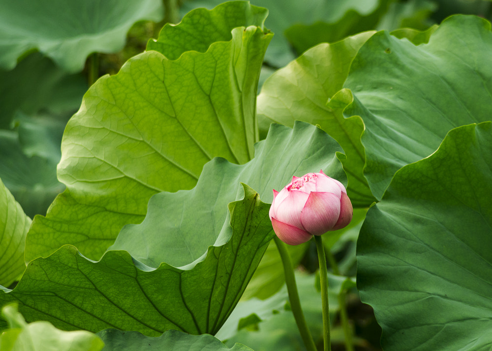 smc PENTAX-F 80-200mm F4.7-5.6 sample photo