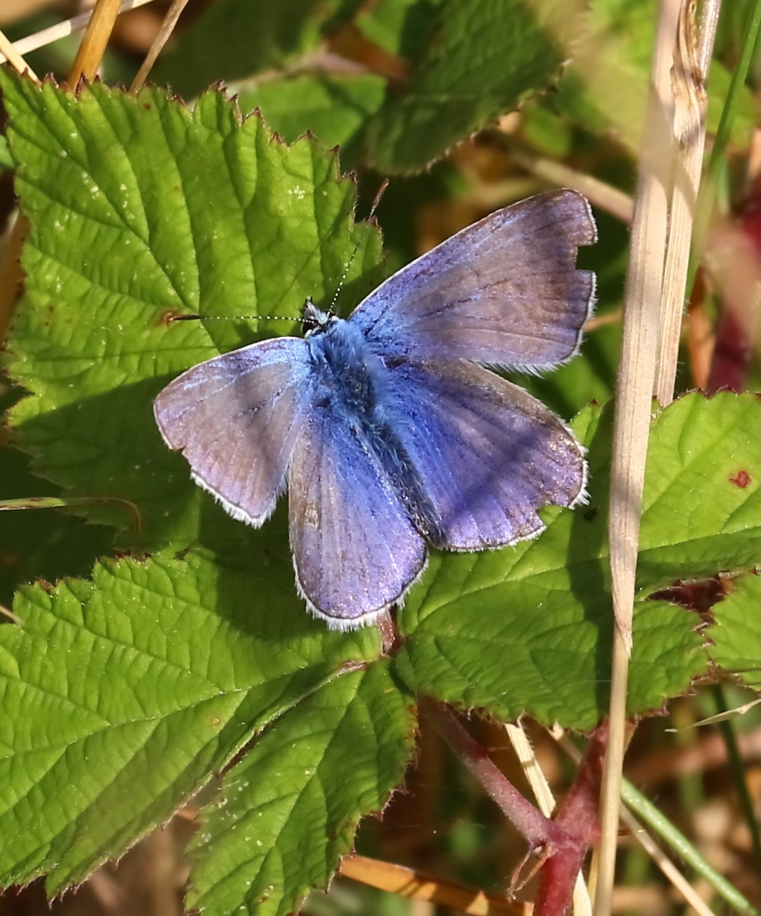 Sigma 105mm F2.8 EX DG OS HSM sample photo. Holly blue  photography