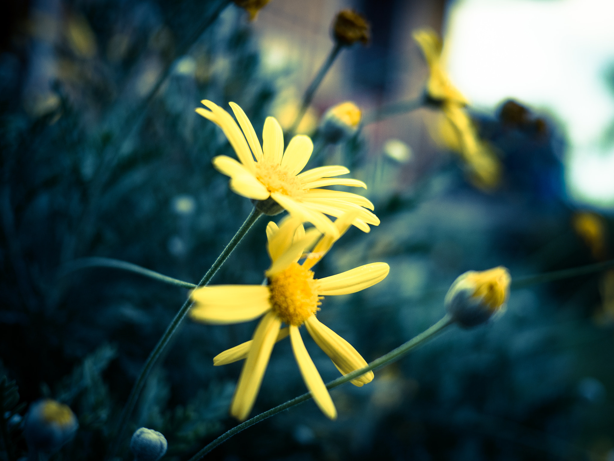 Olympus OM-D E-M5 II + Panasonic Lumix G 20mm F1.7 ASPH sample photo. Yellow flowers photography