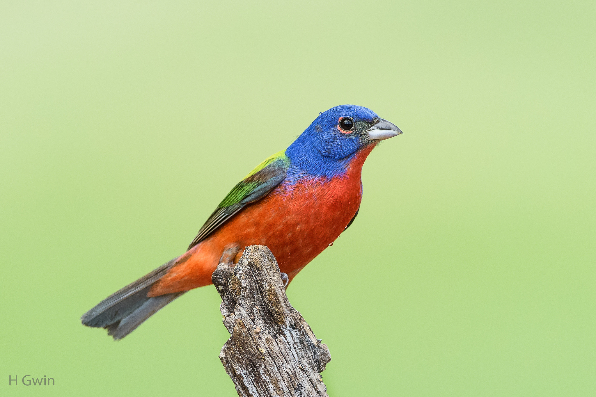 Nikon AF-S Nikkor 300mm F2.8G ED VR II sample photo. Dsc photography