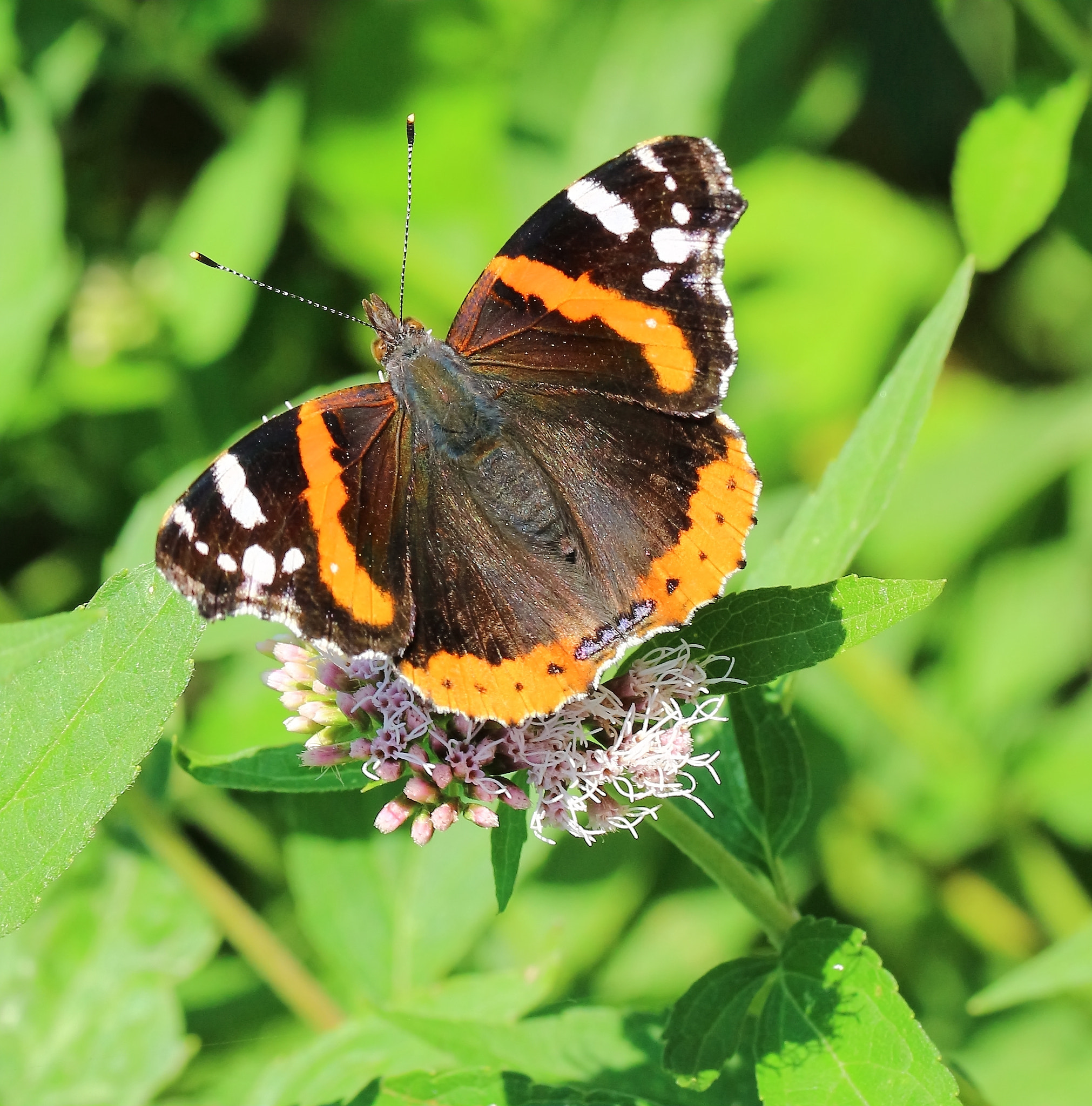 Canon EOS 100D (EOS Rebel SL1 / EOS Kiss X7) + Sigma 105mm F2.8 EX DG OS HSM sample photo. Red admiral  photography