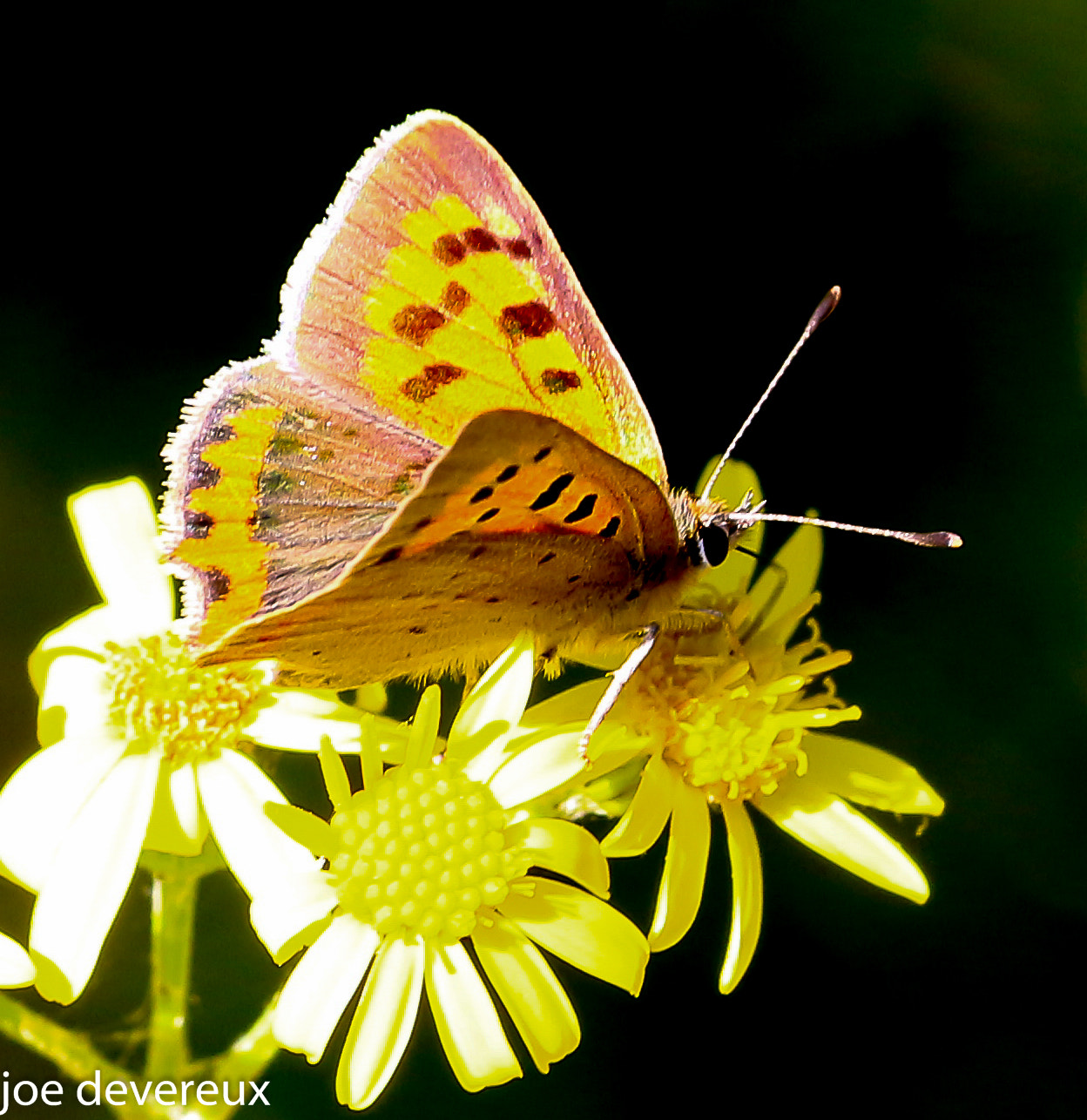 Sigma 105mm F2.8 EX DG OS HSM sample photo. Small copper  photography
