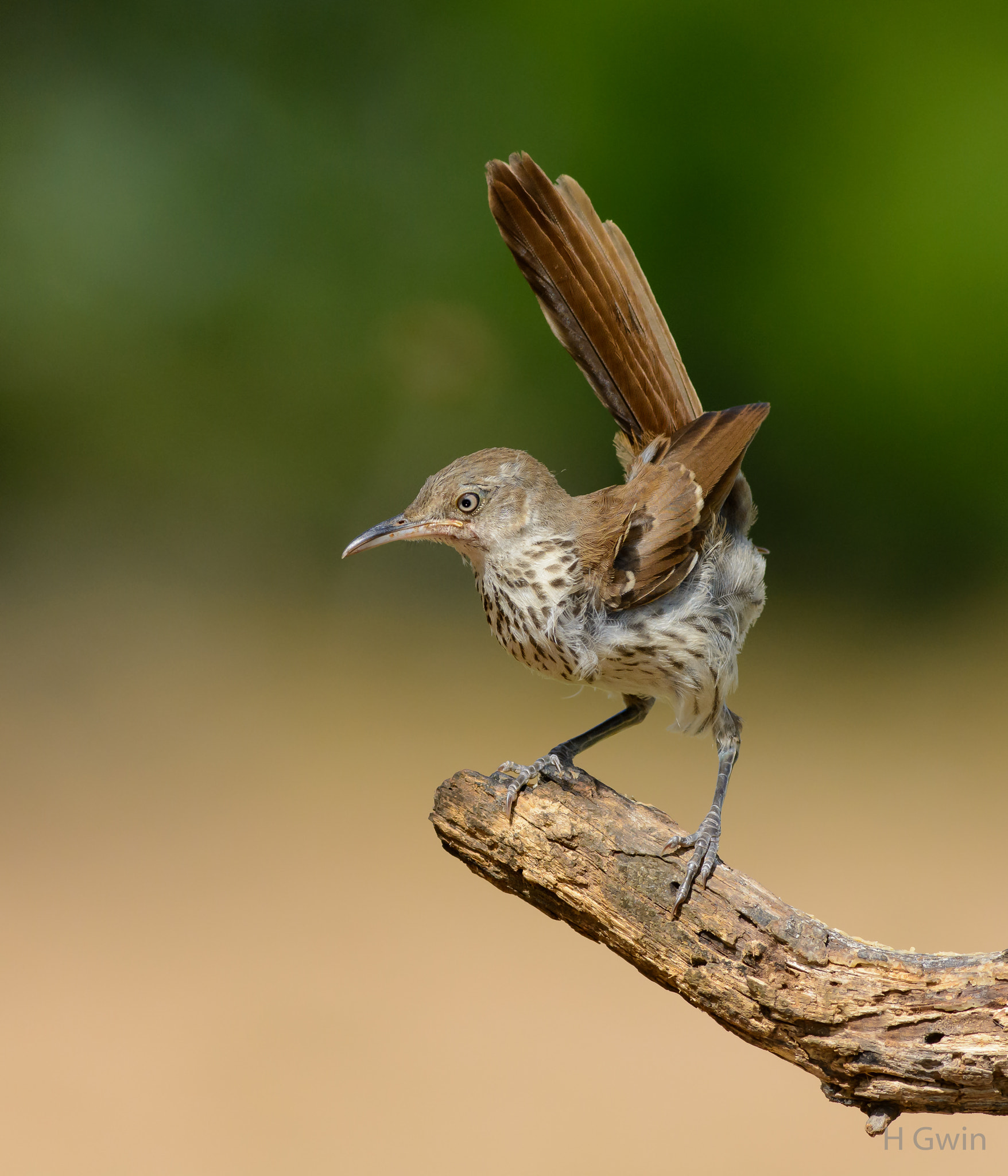 Nikon AF-S Nikkor 300mm F2.8G ED VR II sample photo. Dsc photography