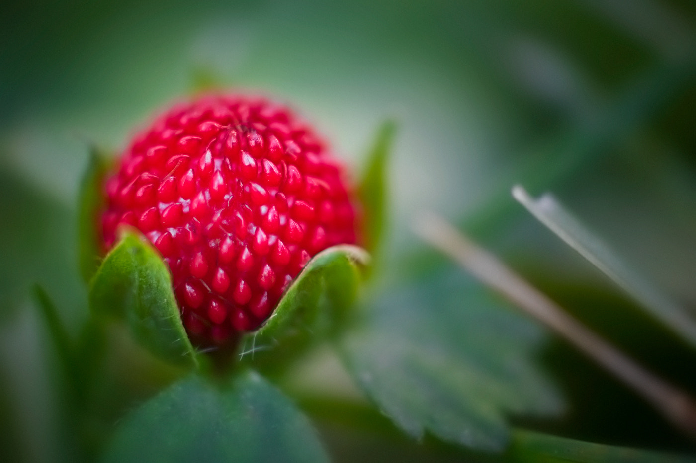 35mm f/1.8G sample photo. The indian summer photography