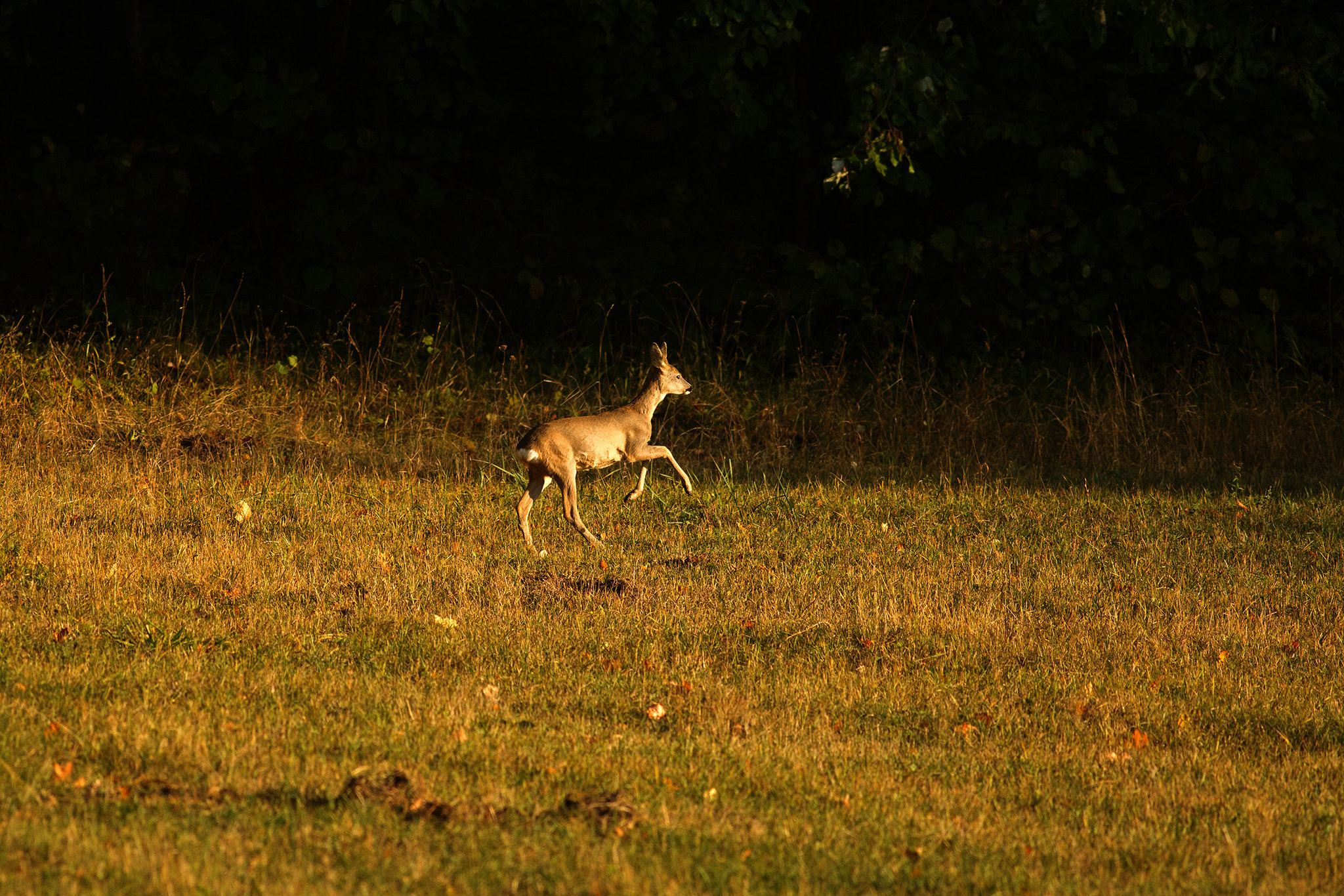 Canon EOS 6D + Canon EF 400mm F5.6L USM sample photo. Deer at sunset photography