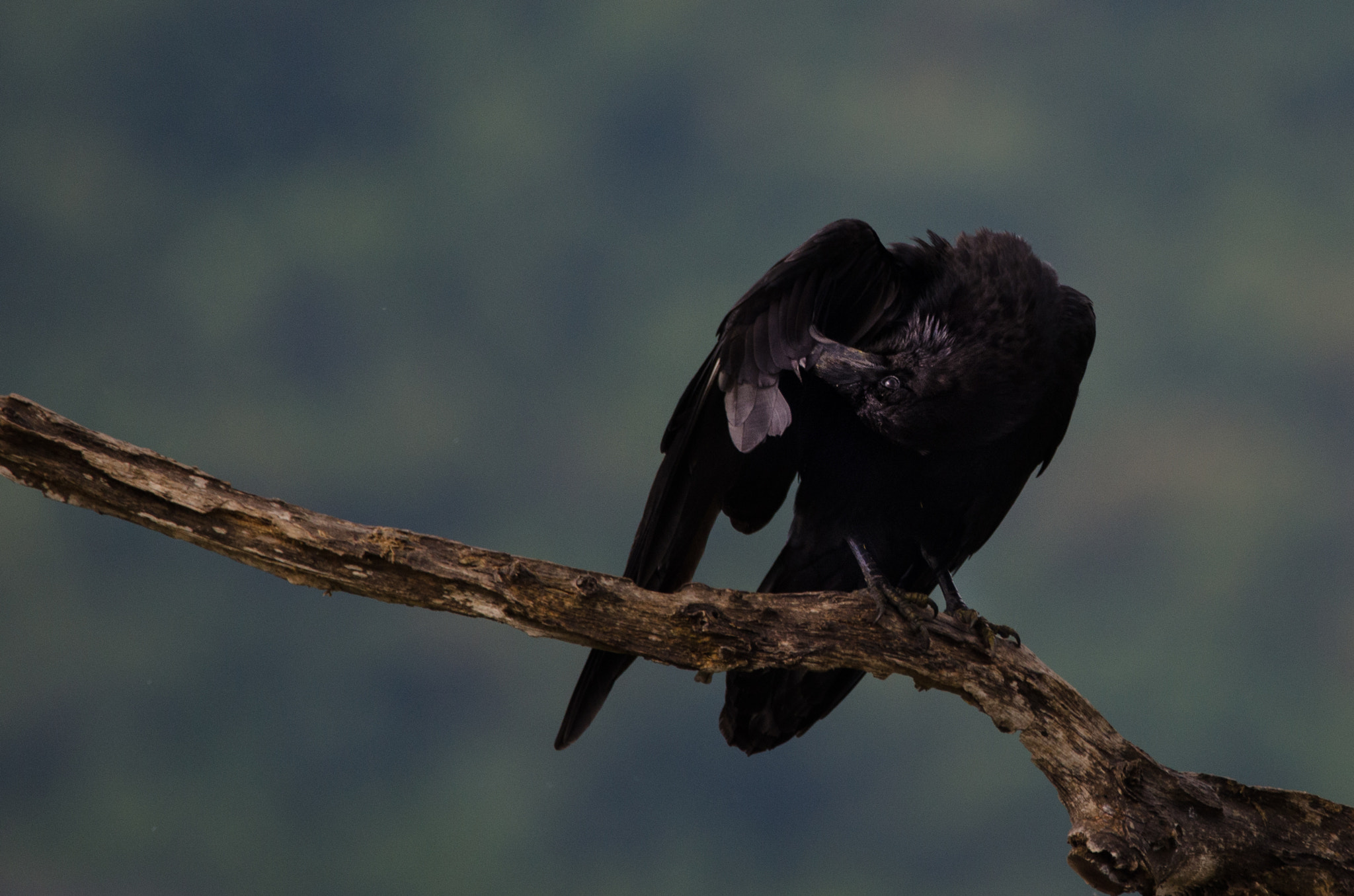 Sigma 150-600mm F5-6.3 DG OS HSM | C sample photo. Raven photography