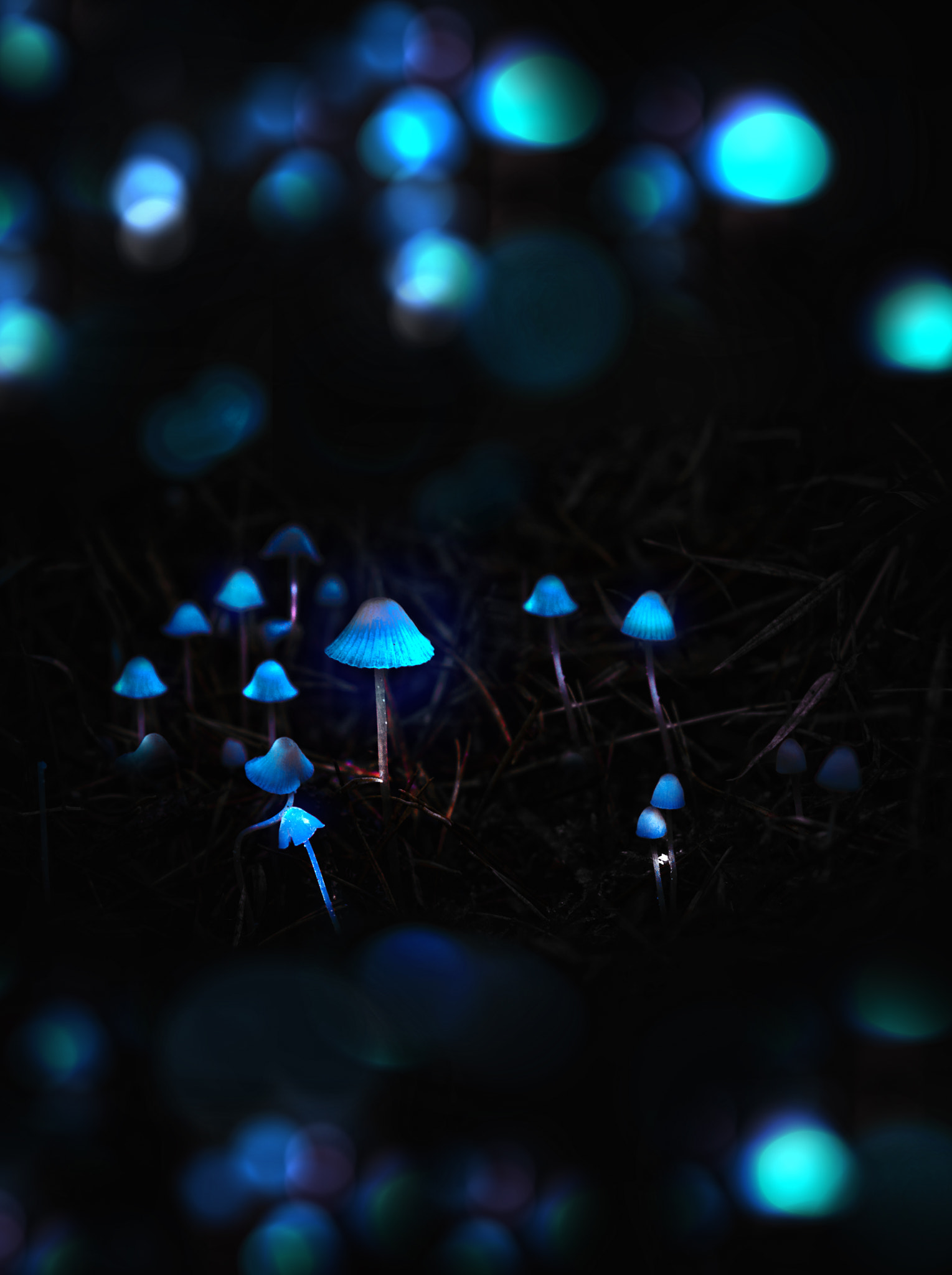 Canon EOS 600D (Rebel EOS T3i / EOS Kiss X5) + Canon EF 100mm F2.0 USM sample photo. Mushroom field - hdr photography