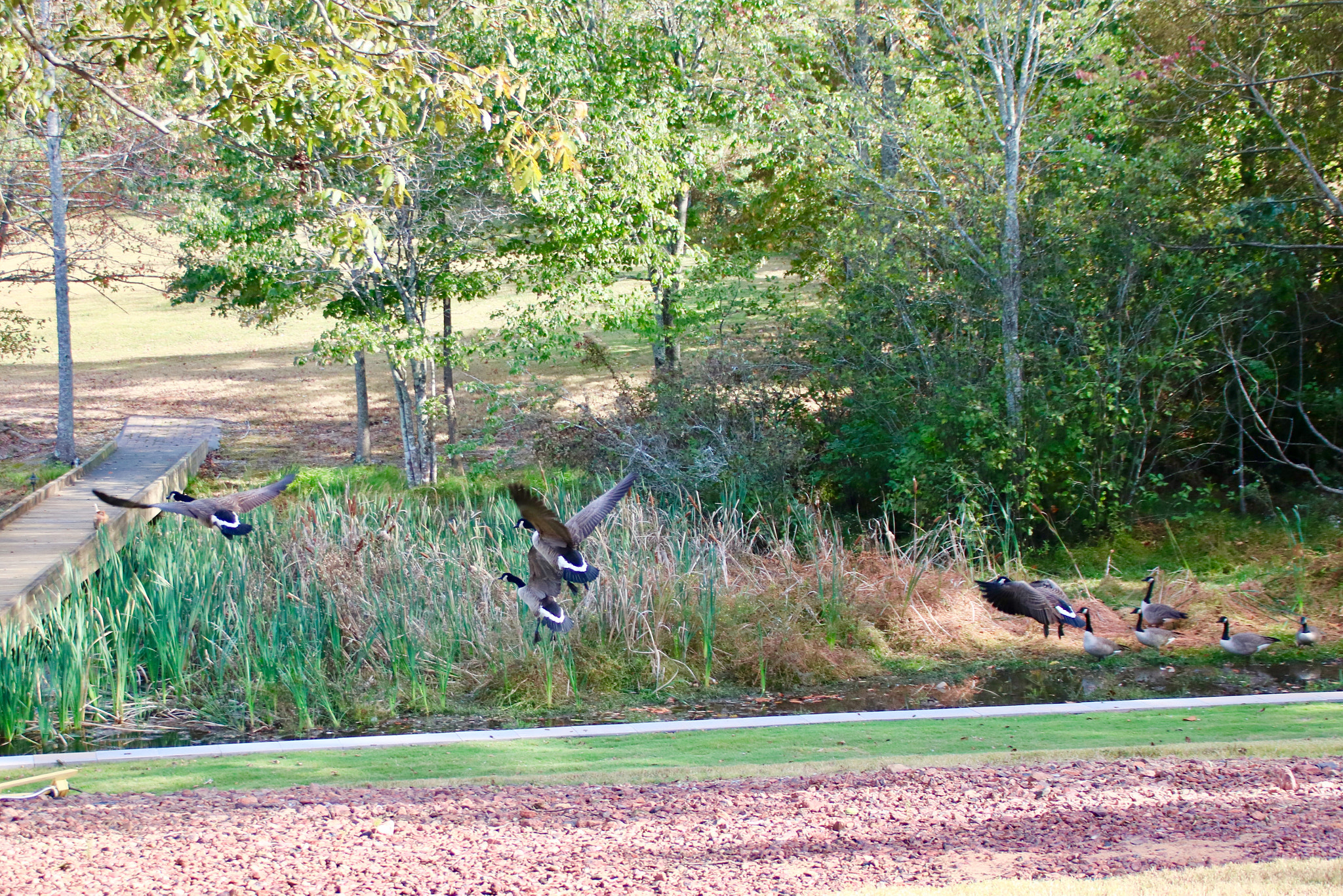 Canon EF 75-300mm F4.0-5.6 IS USM sample photo. Nature in our backyard photography
