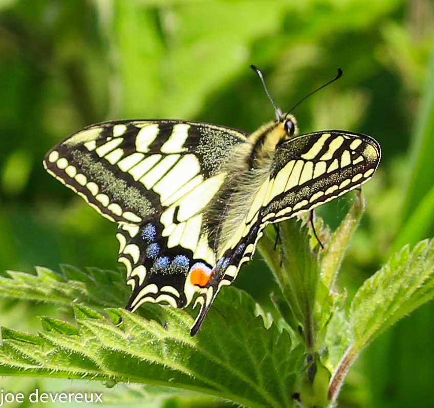 Sigma 105mm F2.8 EX DG OS HSM sample photo. Swallow tail  photography