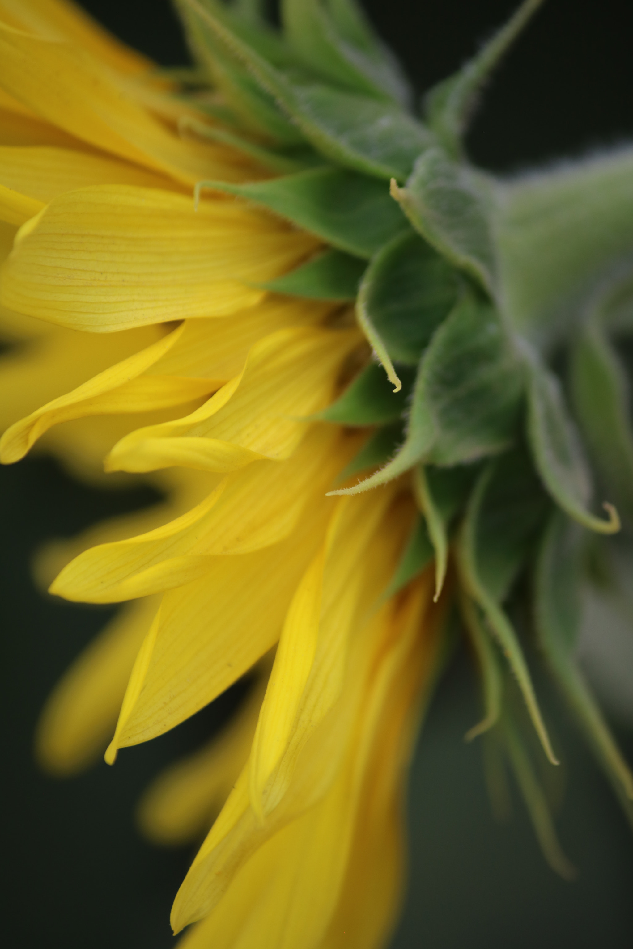 Canon EF-S 55-250mm F4-5.6 IS sample photo. Shine photography