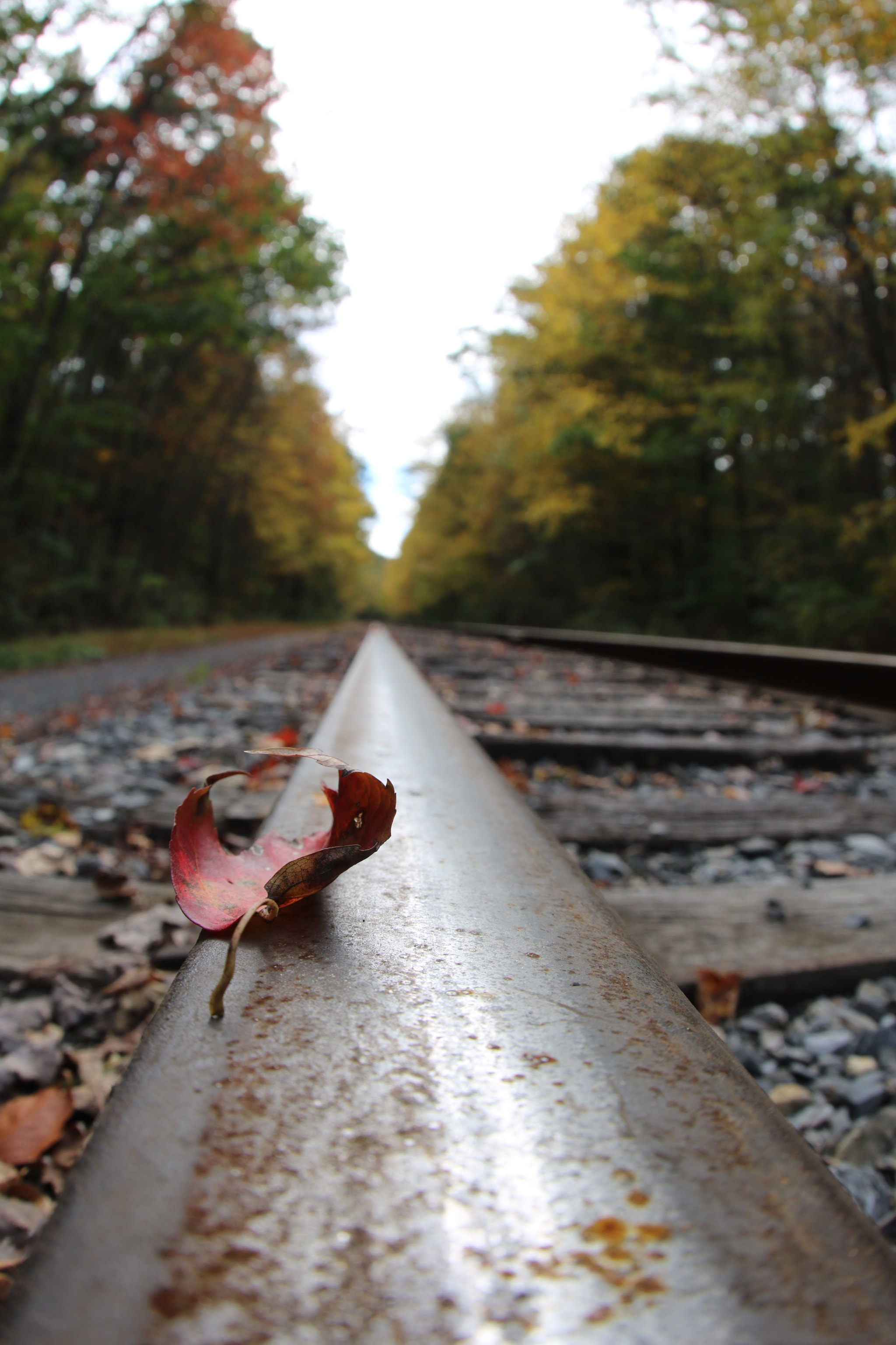 Canon EOS 750D (EOS Rebel T6i / EOS Kiss X8i) + Canon EF 8-15mm F4L Fisheye USM sample photo. Fall photography