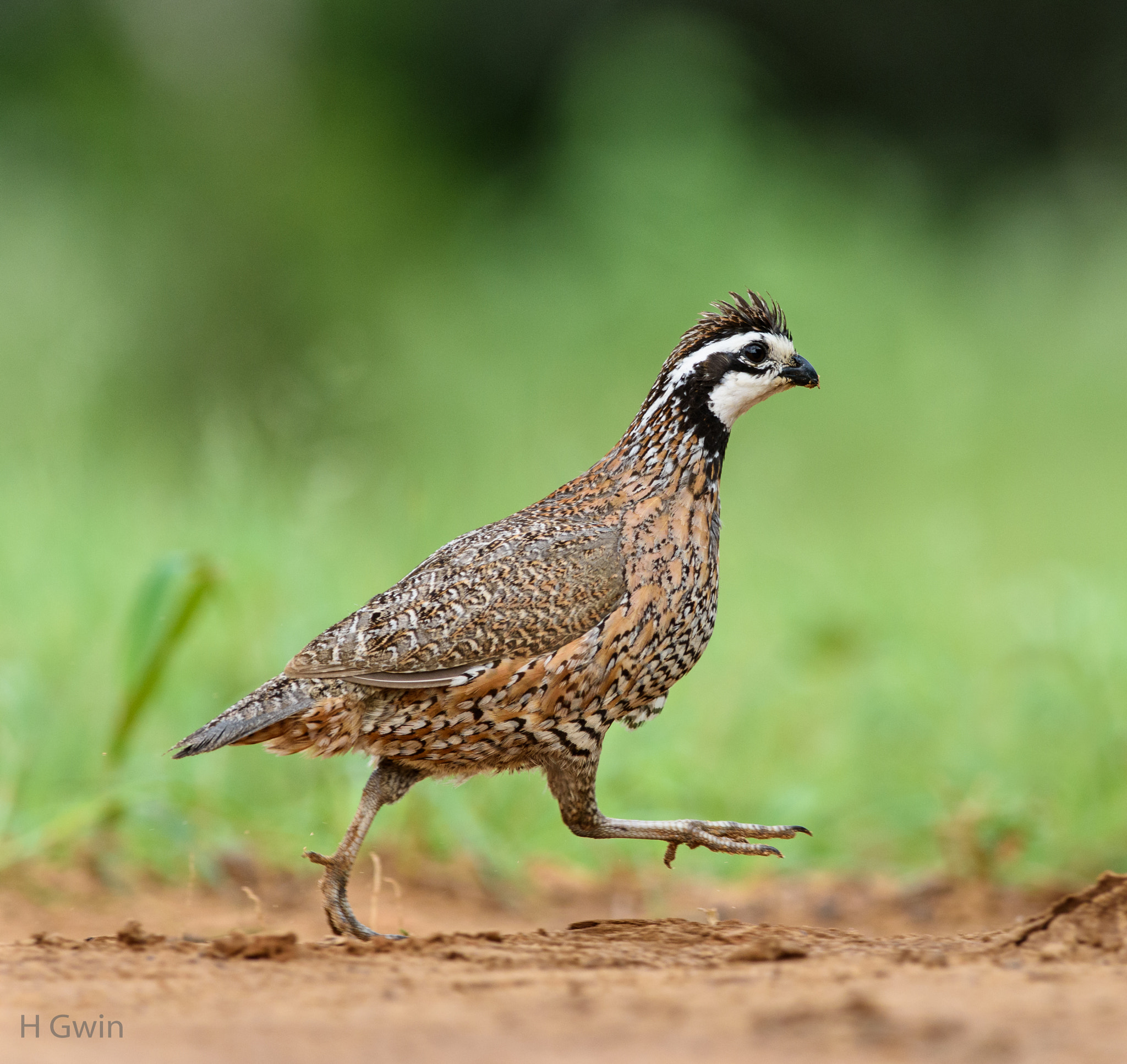 Nikon AF-S Nikkor 300mm F2.8G ED VR II sample photo. Dsc photography