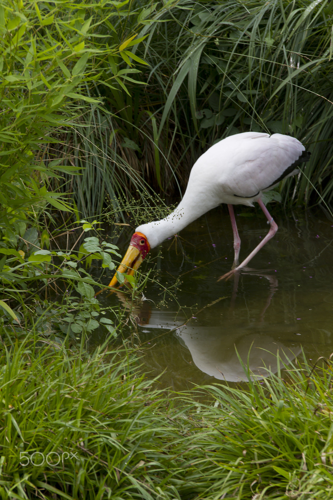 Sigma 18-200mm f/3.5-6.3 DC OS sample photo. Bird photography