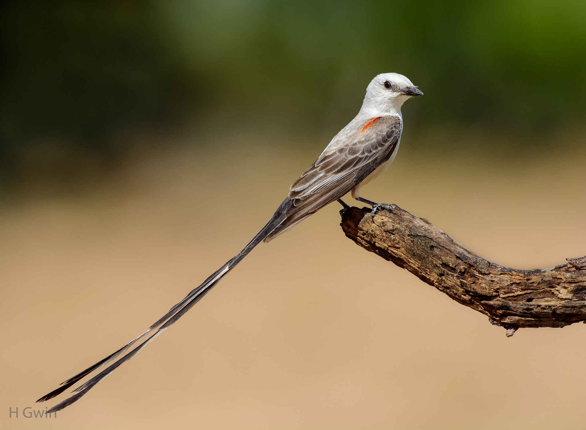 Nikon AF-S Nikkor 300mm F2.8G ED VR II sample photo. Dsc photography