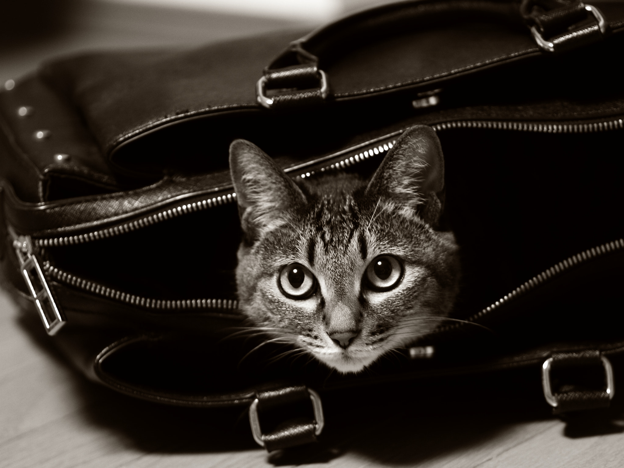 Tamron SP AF 90mm F2.8 Di Macro sample photo. Take me with you(=^..^=)～ photography