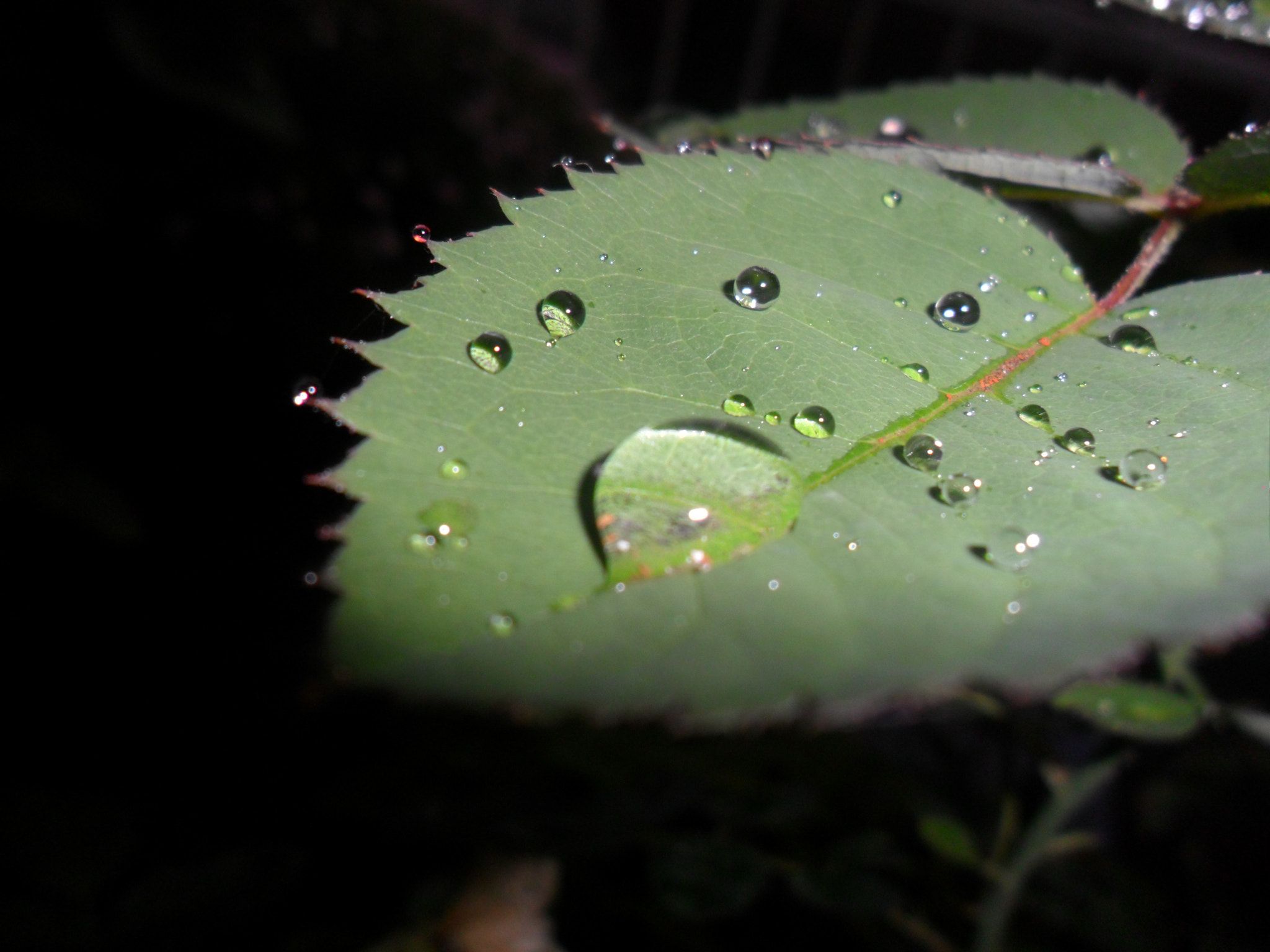 Samsung PL20,PL21 / VLUU PL20,PL21 sample photo. Wet photography