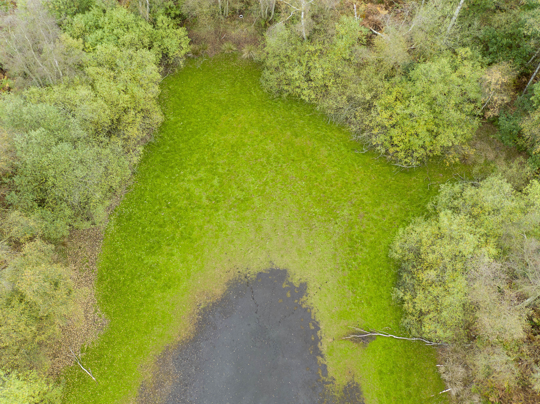 DJI FC550 sample photo. Closeup pond photography
