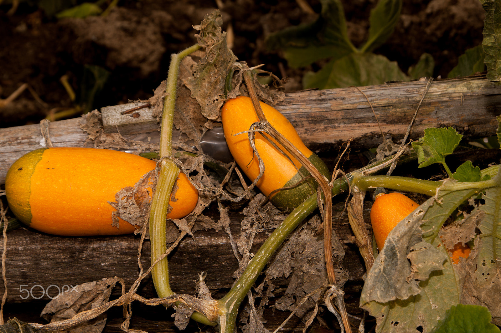 Canon EOS 500D (EOS Rebel T1i / EOS Kiss X3) sample photo. Growing pumpkin photography
