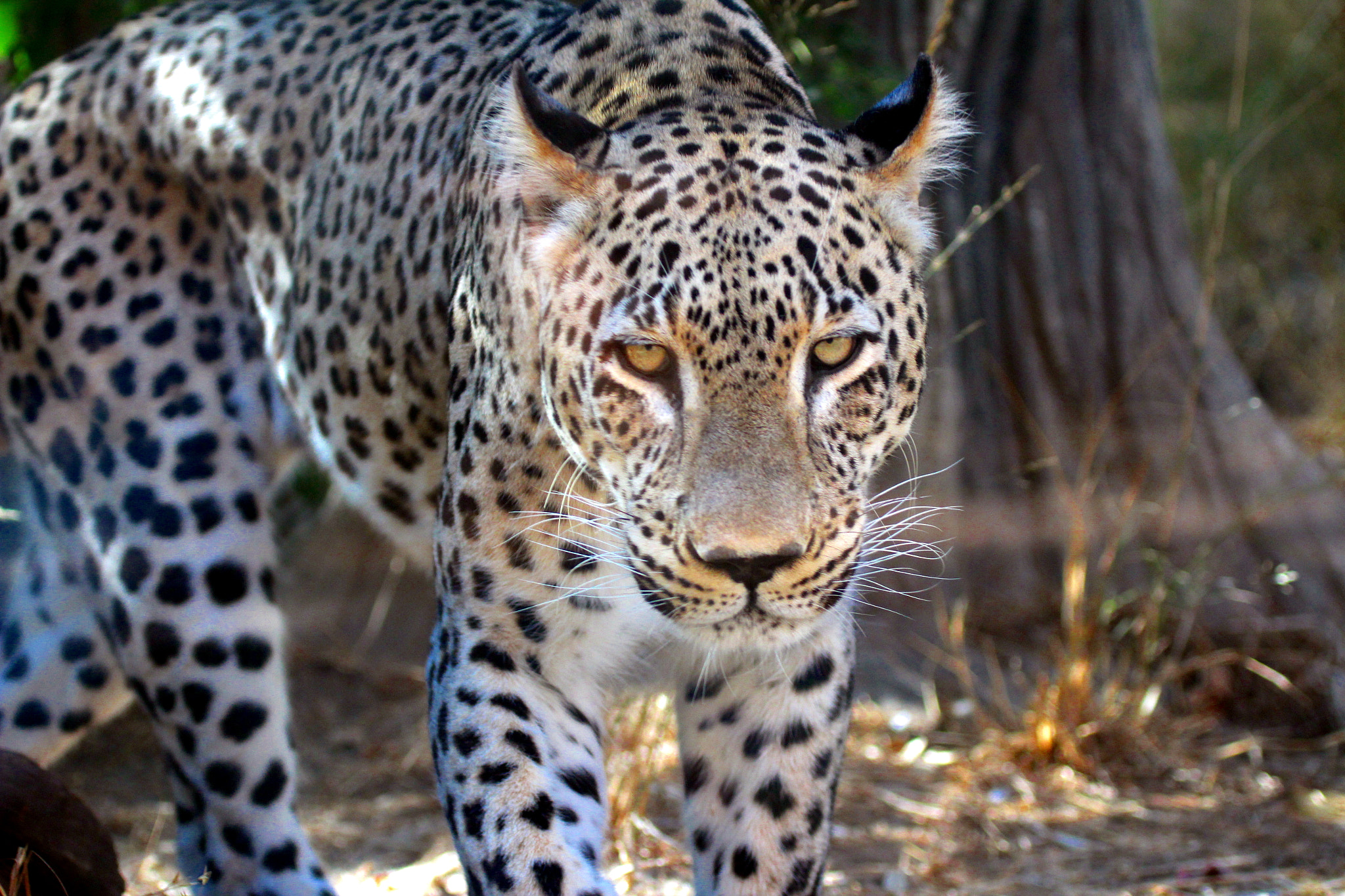 Canon EF 100-400mm F4.5-5.6L IS USM sample photo. Leopard at safari ramat-gan photography