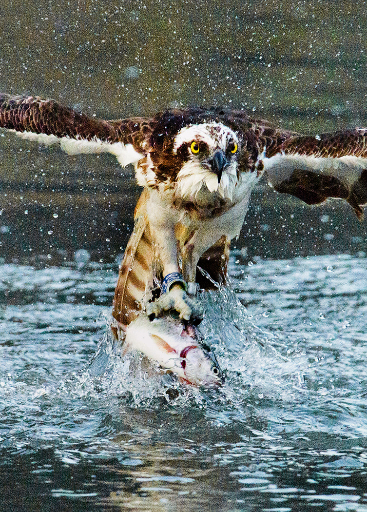 Nikon D800 sample photo. Osprey with trout photography