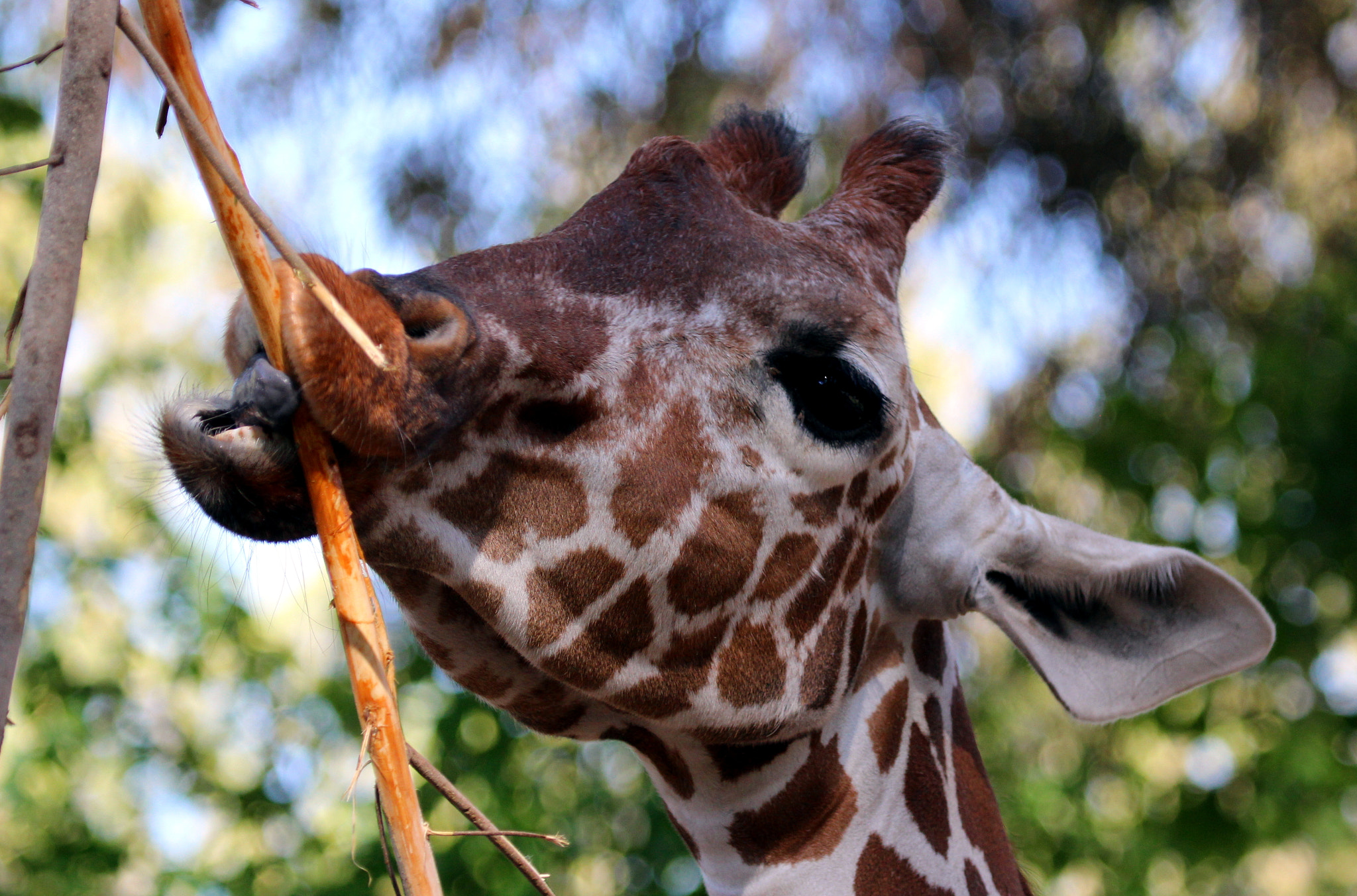 Canon EF 100-400mm F4.5-5.6L IS USM sample photo. Giraffe at safari ramat-gan photography