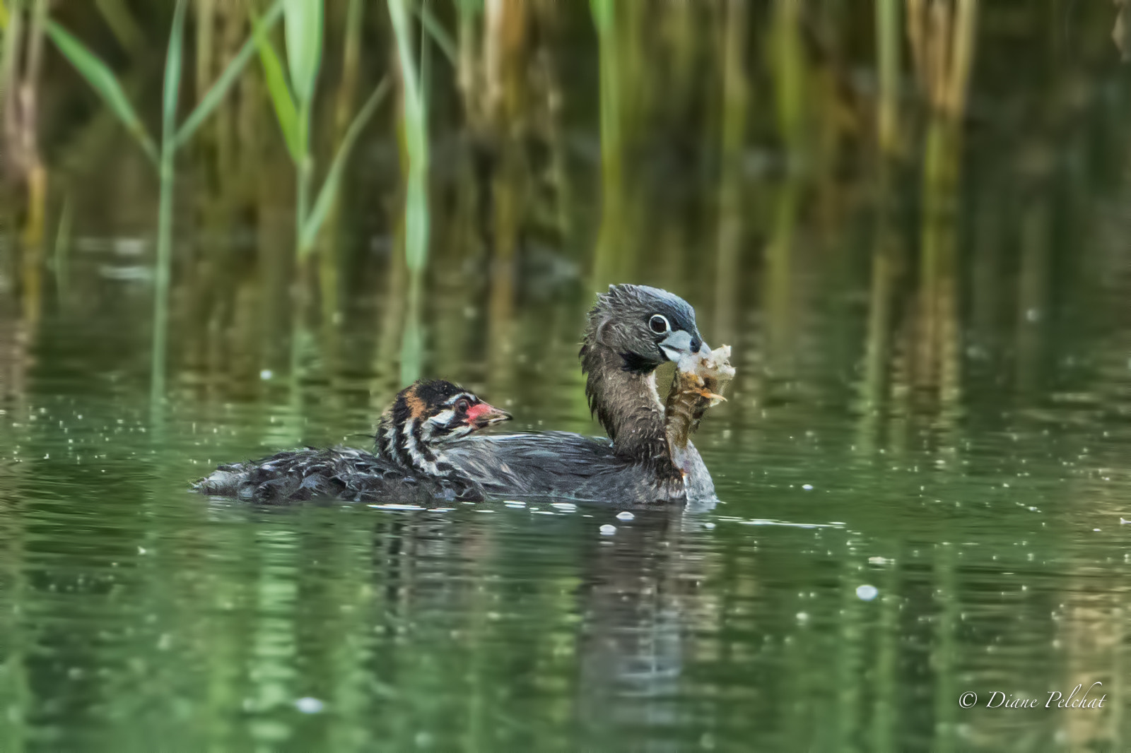 Canon EOS 7D Mark II + Canon EF 300mm F2.8L IS II USM sample photo. Mom gives me.. photography