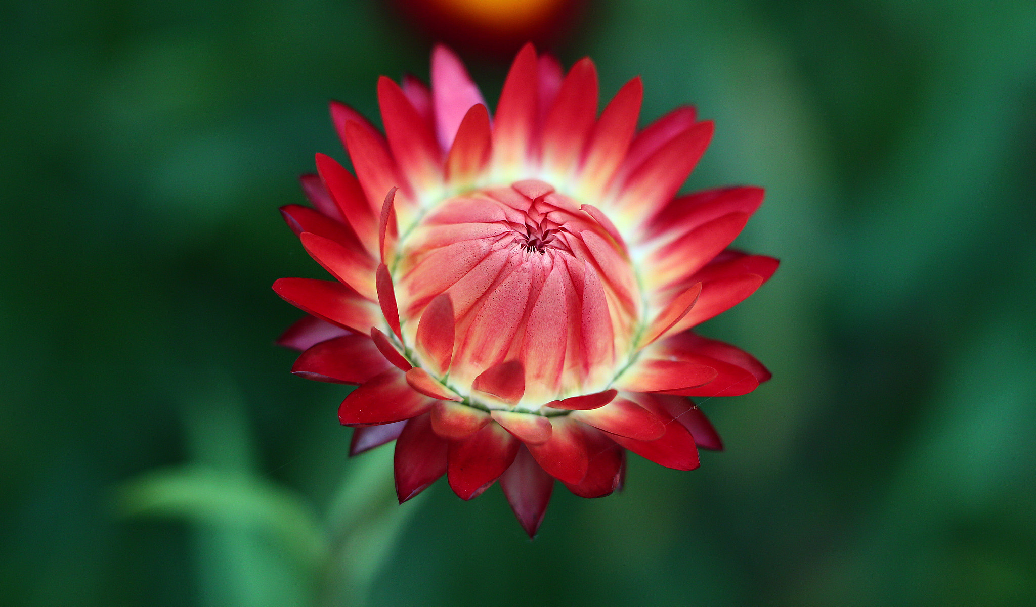 Canon EF 35-80mm f/4-5.6 sample photo. Burning with life photography