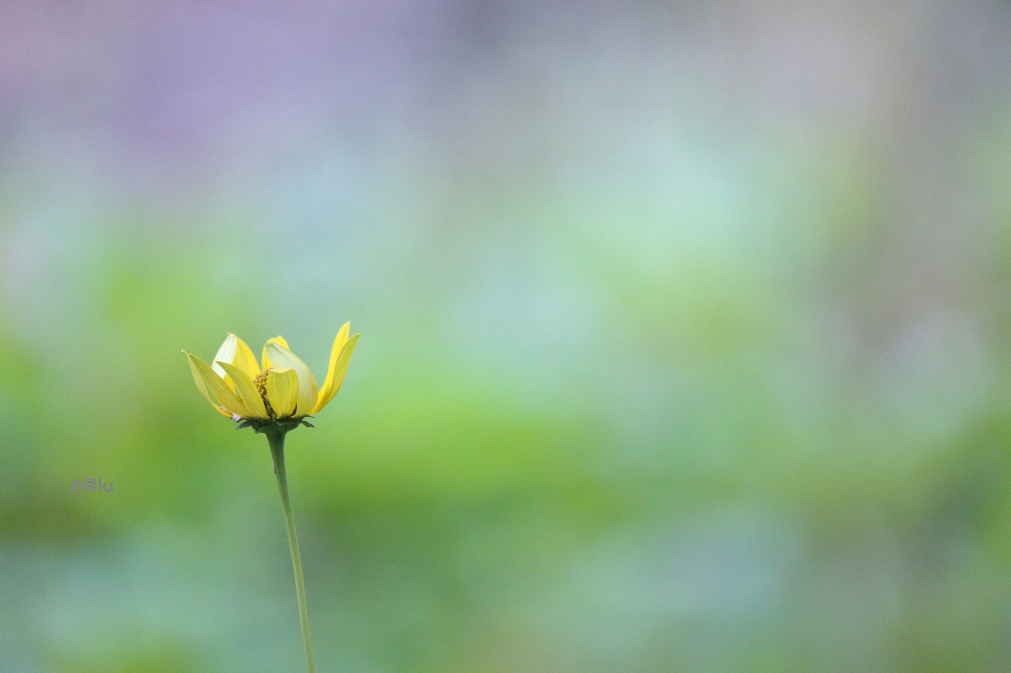 Canon EOS 700D (EOS Rebel T5i / EOS Kiss X7i) sample photo