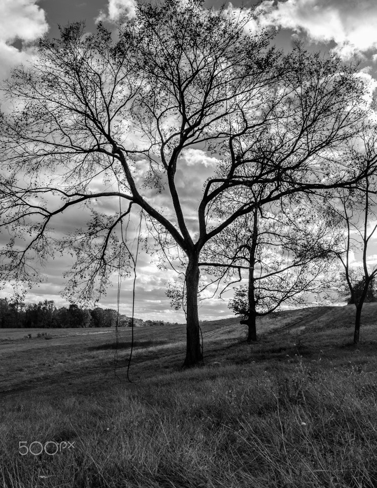 Canon EOS 700D (EOS Rebel T5i / EOS Kiss X7i) + Sigma 20mm F1.4 DG HSM Art sample photo. Tree photography