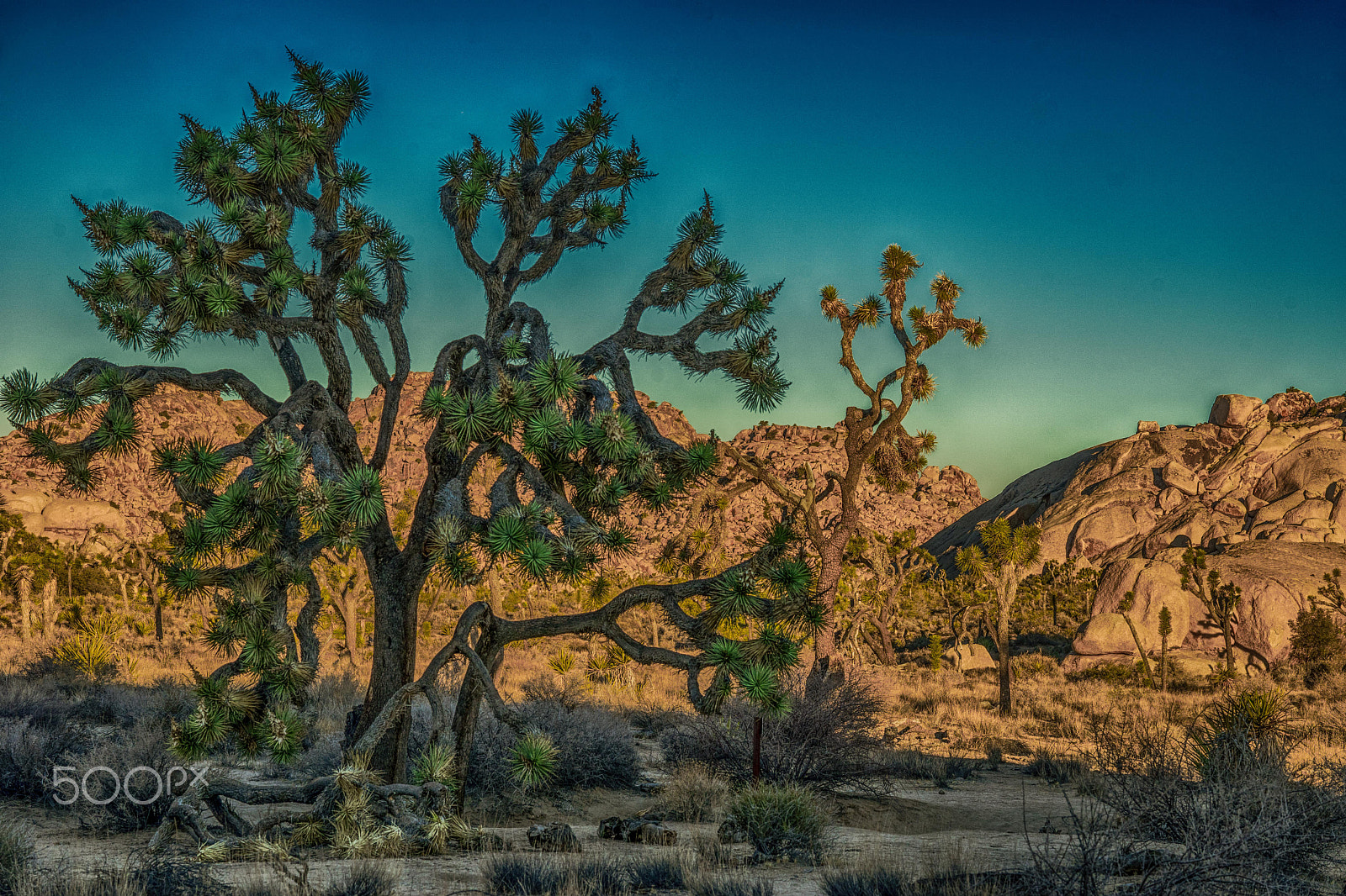 Sony FE 85mm F1.4 GM sample photo. Joshua tree national park photography