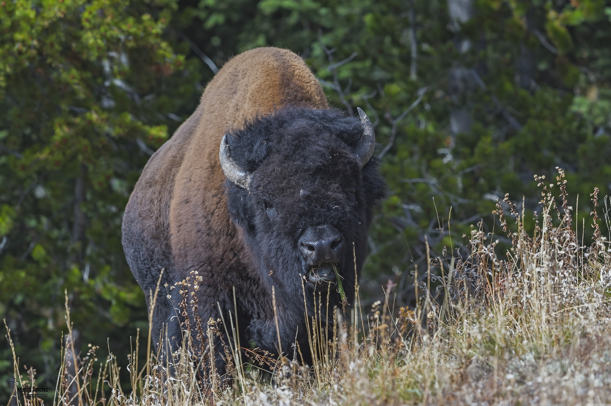 Nikon D4 + Nikon AF-S Nikkor 600mm F4G ED VR sample photo. Bison photography