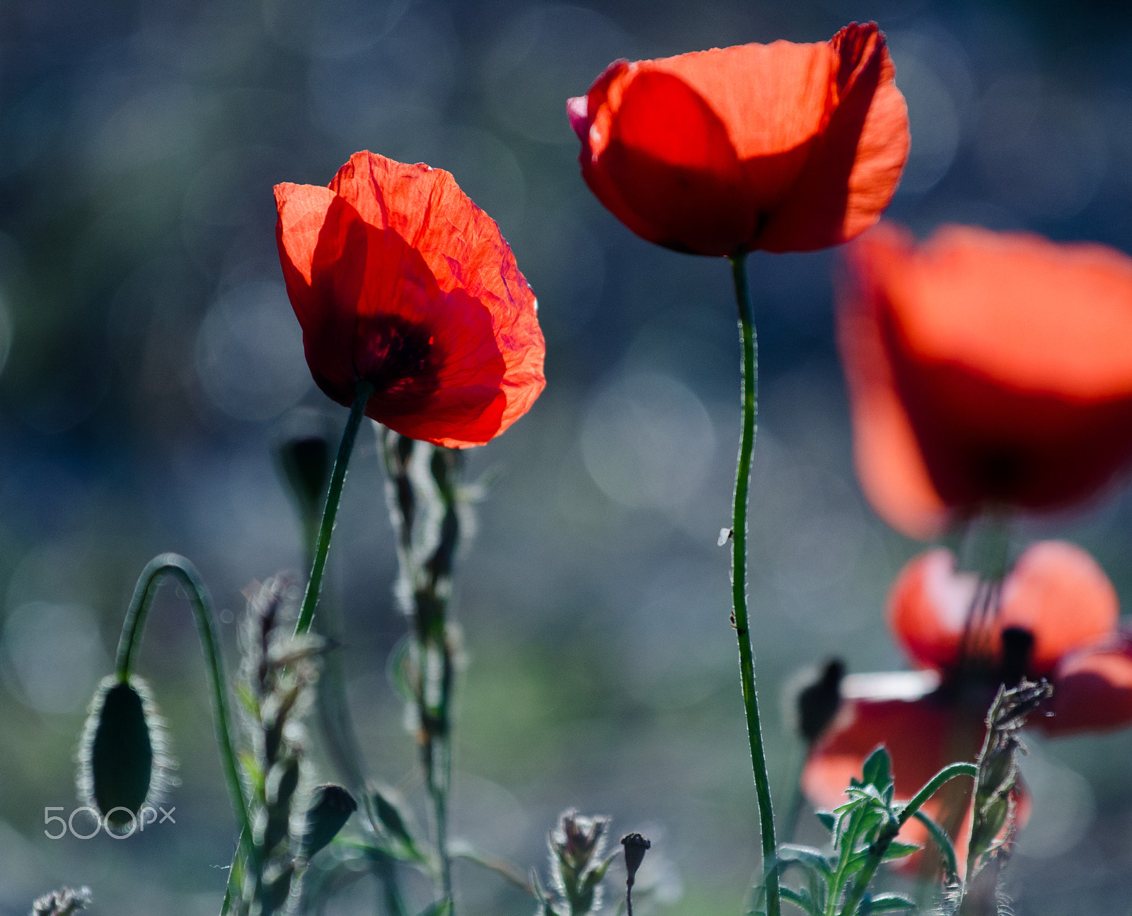 Nikon AF-S Nikkor 70-200mm F4G ED VR sample photo. Mohn am strand photography