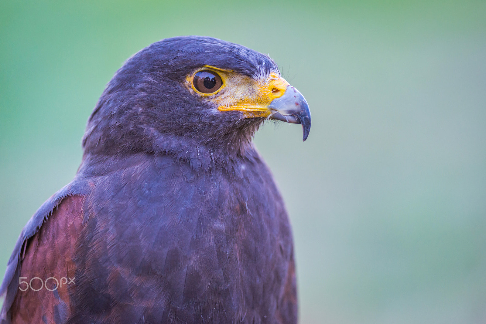 Nikon D800E + Nikon AF-S Nikkor 300mm F4D ED-IF sample photo. Harris hawk photography