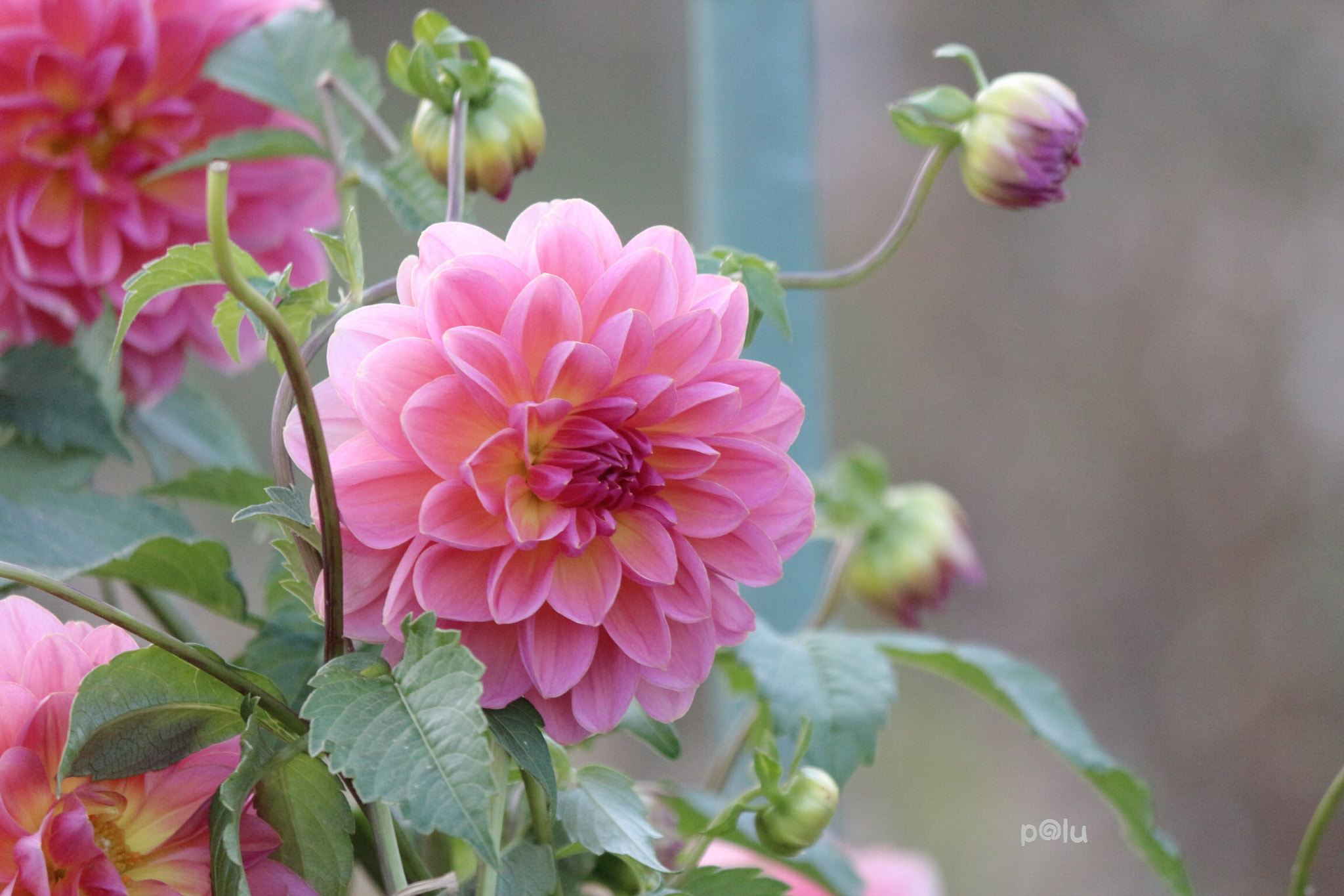 Canon EOS 700D (EOS Rebel T5i / EOS Kiss X7i) sample photo