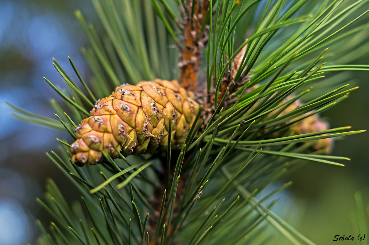 Sony SLT-A37 + Sony DT 50mm F1.8 SAM sample photo. Cone photography
