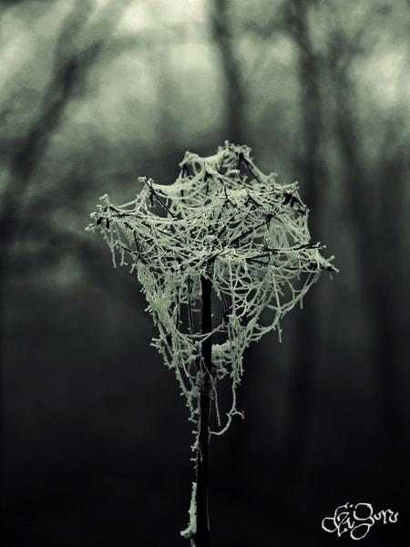 OLYMPUS 14-54mm Lens sample photo. Frozen lace photography