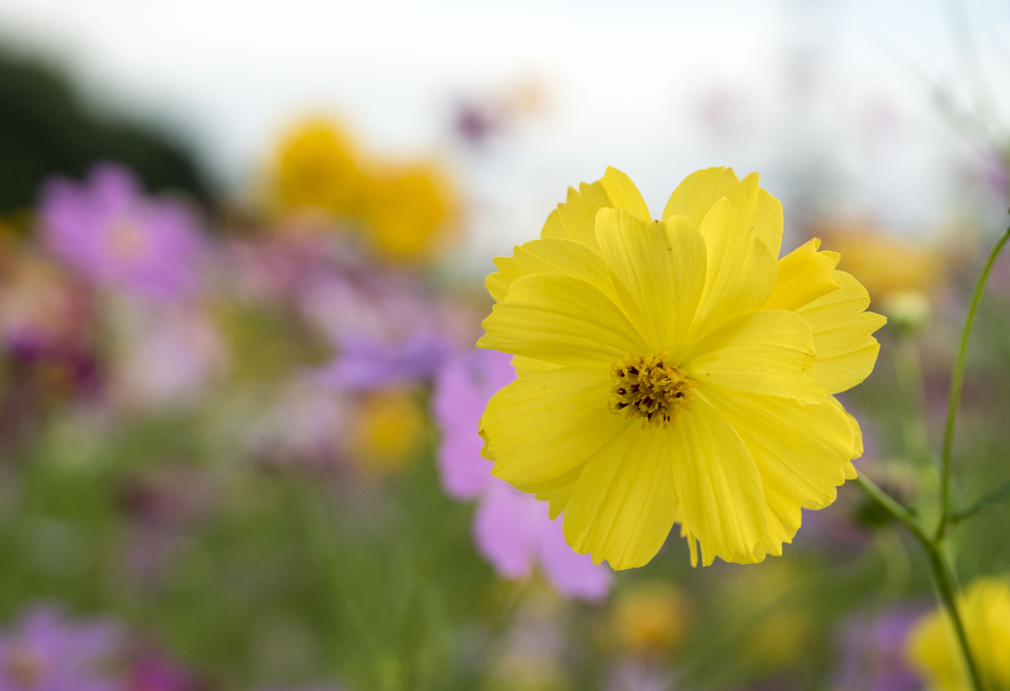 Panasonic Lumix DMC-GM5 + Panasonic Leica DG Macro-Elmarit 45mm F2.8 ASPH OIS sample photo. Cosmos photography