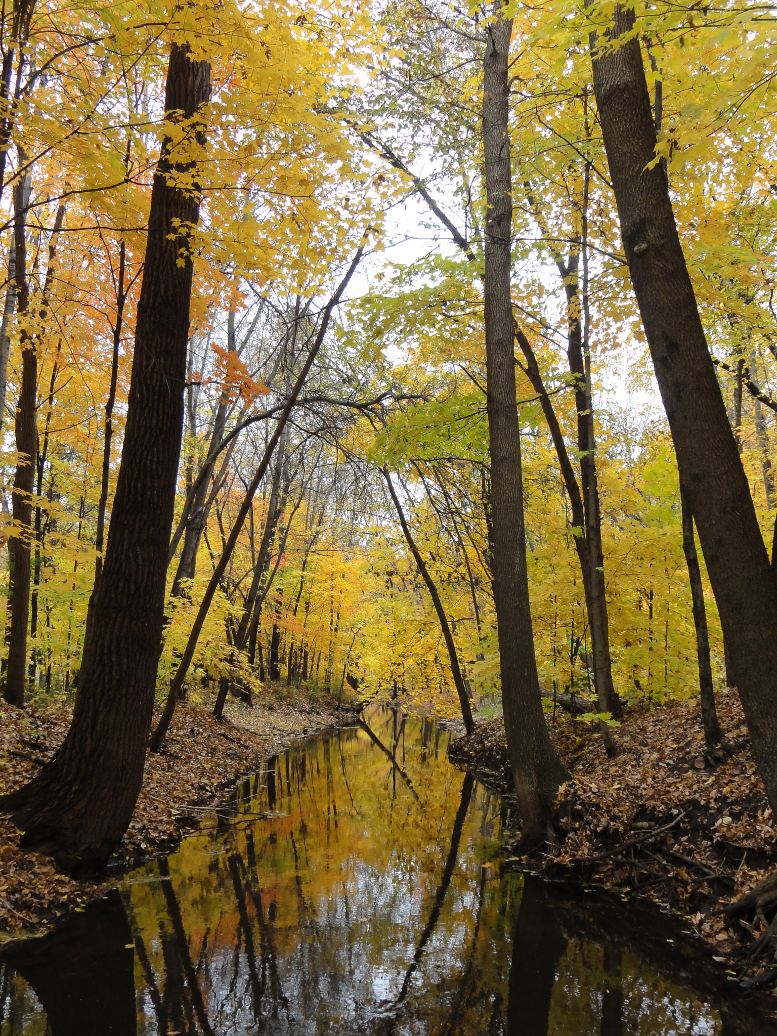 Sony DSC-HX5V sample photo. Fall at plymouth creek woods photography